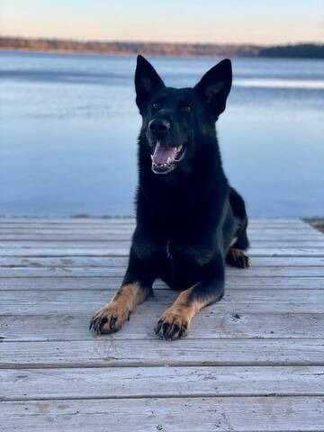 Police dog helps arrest suspect