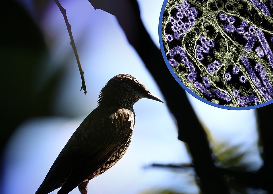 Australia Records First Mass H5N1 Bird Flu Deaths Among Wild Birds
