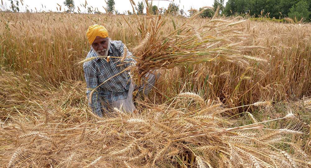 Centre announces MSP for 6 crops; Rs 50 increase for wheat