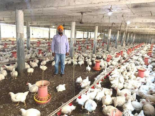 Punjabi University and Punjab Agro developed poultry feed supplemen ‘Limopan’ from Kinnow peels
