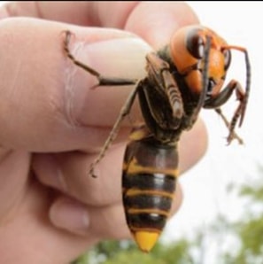 Listen to know more about Asian Giant Hornet