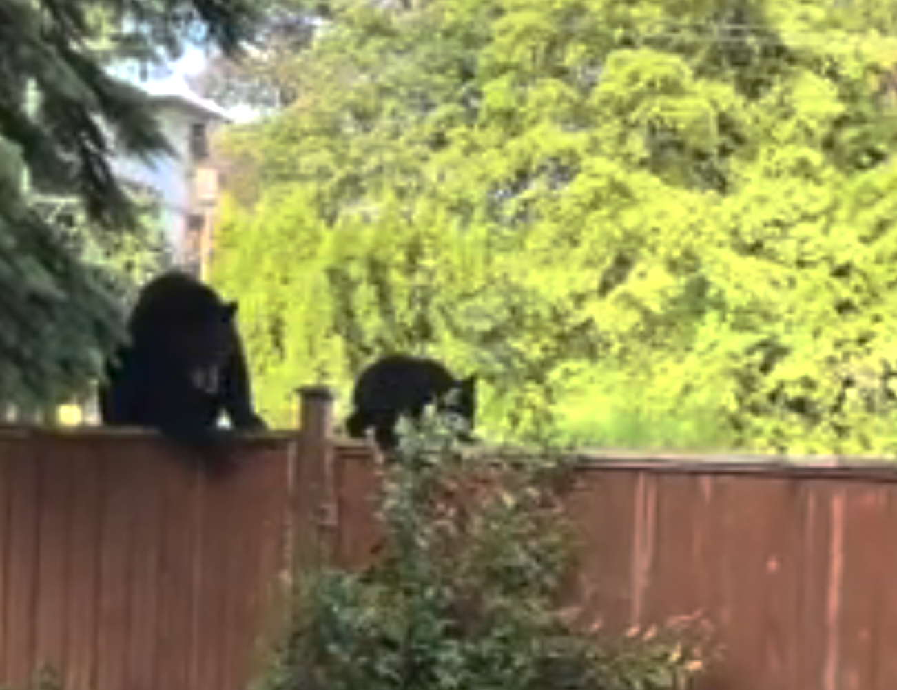 Caught on Camera: Momma Bear and her cubs entering into a Coquitlam house backyard