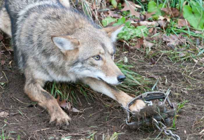 Province released details of its plan to trap and kill dozens of coyotes in Stanley Park