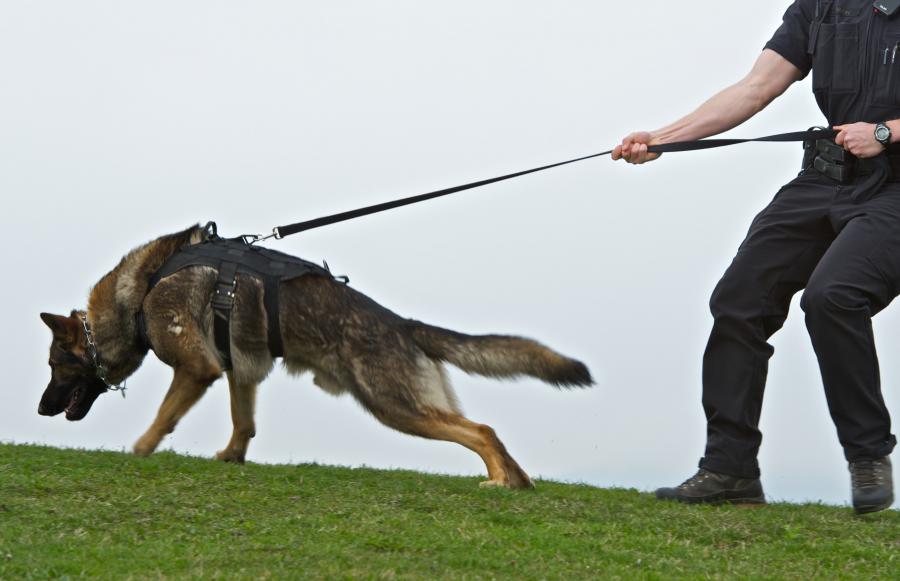 Police dog track leads to suspect