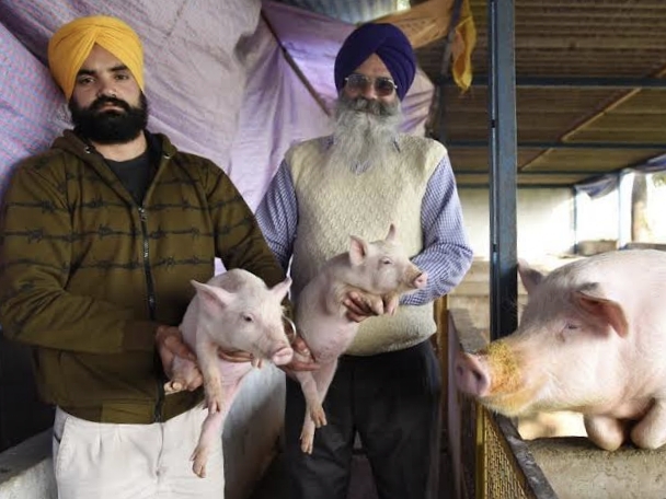 Orders to kill pigs suffering from African swine fever disease in Punjab