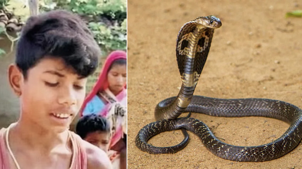 Cobra bites eight-year-old boy, he bites it back, snake died in Chhattisgarh