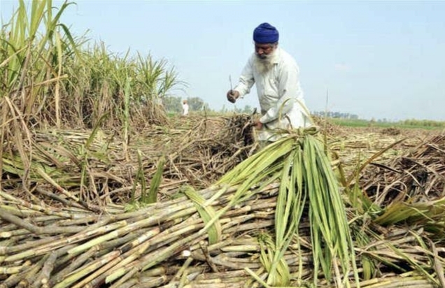 Punjab government issues notification to hike price of sugarcane to Rs 380 per quintal
