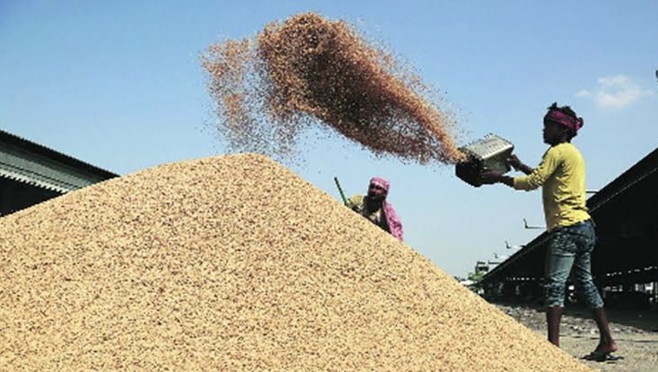Centre cuts expenditure on paddy procurement, Punjab to suffer Rs 577 cr financial loss