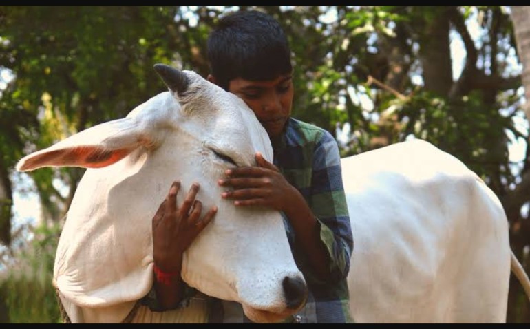 Celebrate “Cow hug day” on Valentine’s Day, urges Animal Welfare Board
