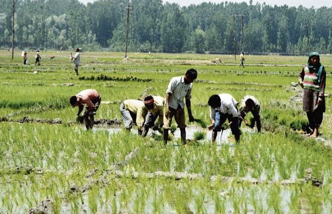PADDY SOWING TO COMMENCE FROM JUNE 10, DISTRIBUTED IN FOUR PARTS