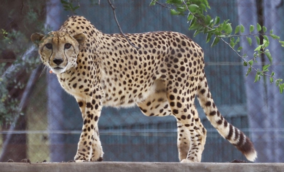 Death of 6 cheetahs in Kuno raises concern over India’s reintroduction scheme